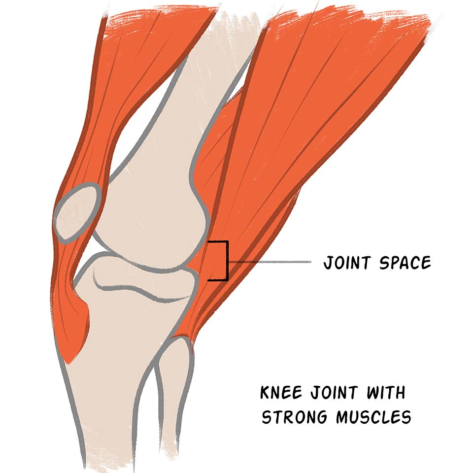 strong-muscles-compressed.jpg